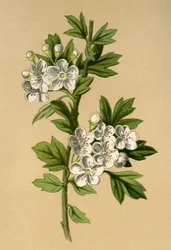 Hagtorn, 1877.