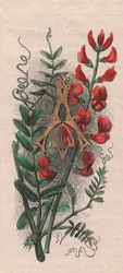 Bokstaven A, med dropplock, akvarellgravyr, cm 10x5, av Frederick Edward Hulme (1841-1909) från The familiar Garden Flower, ca 1880