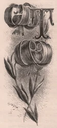 Bokstaven T, drop cap letter, gravyr, cm 10x5, av Frederick Edward Hulme (1841-1909) från The familiar Garden Flower, ca 1880