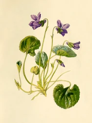 Sweet Violet, 1877.