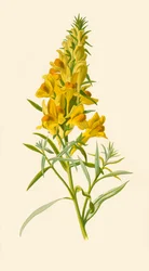 Toadlin, 1877.