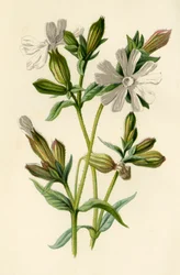 White Campion, 1877.