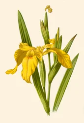 Gul iris, 1877.