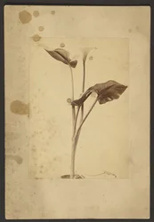[Calla Lily].