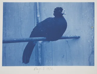 Great Curassow, 3 augusti