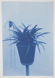 Utan titel, sent 1800-tidigt 1900-tal (cyanotyp på krämvävt papper)