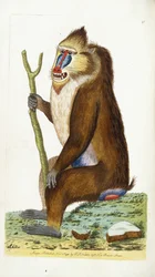 Brokig babian eller mandrill Mandrillus sfinx