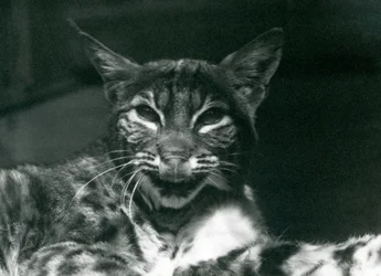 En Baby Lynx Bobcat slickar sina läppar, London Zoo, juni 1925