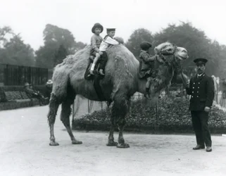 En Bactrian Camel-tur med målvakten Harry Warwick på London Zoo, juni 1924