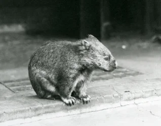 En barnosig/vanlig/grovhårig wombat som sitter på marken på London Zoo 1929 (s/v foto)