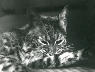 En Bay Lynx Bobcat grooming