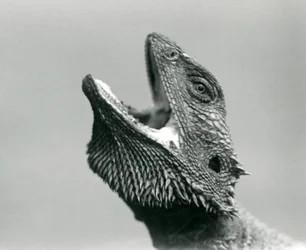 En skäggig drake tittar uppåt och gapar, London Zoo, augusti 1928 (s/v foto)