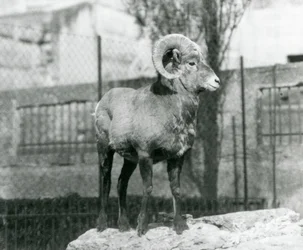 En tjockhornsbagge står på en klippa och blickar ut över sin inhägnad vid foten av Mappin Terraces, London Zoo. 1931