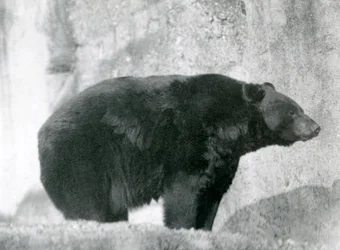 En svartbjörn som står i sin inhägnad på Mappin Terraces i London Zoo 1924