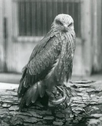 En svart glada som vilar på en stock, London Zoo, augusti 1926