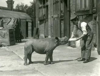 En kalv av svart noshörning som flaskmatas av sin skötare, London Zoo, september 1928