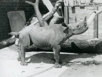 En kalv av svart noshörning som flaskmatas av sin skötare, London Zoo, september 1928