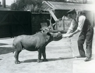 En kalv av svart noshörning flaskmatas av sin skötare, London Zoo, september 1928