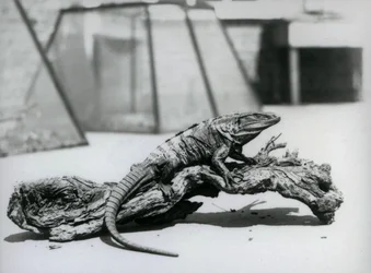 En svart taggsvansleguan som vilar på en trädstam i London Zoo i augusti 1928