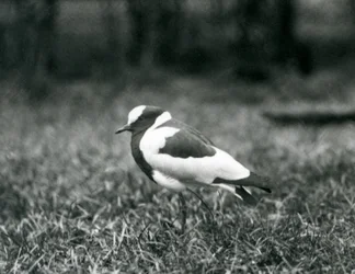 En smedvipa som står på gräs på London Zoo, augusti 1927