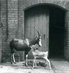 En blesbokkalv med sin mamma på London Zoo, juni 1914