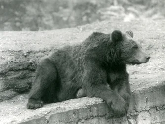 En brunbjörn vilar på en avsats på London Zoo 1924