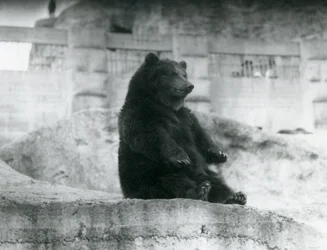 En brunbjörn som sitter uppe i sitt inhägnad vid foten av Mappin Terraces på London Zoo, september 1921