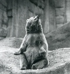En brunbjörn som sitter uppe på en klippavsats på London Zoo i september 1927