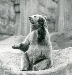 En brunbjörn som sitter upp på en stenig avsats och viftar med en av sina framtassar, London Zoo, september 1927