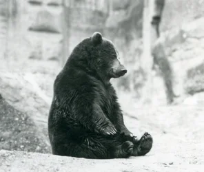 En brunbjörn som sitter uppe på klipporna vid Mappin Terraces, London Zoo, juni 1928