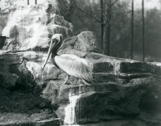En brun pelikan som står på stenar på London Zoo i juni 1927