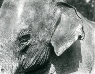 En burmesisk elefant, London Zoo, september 1926