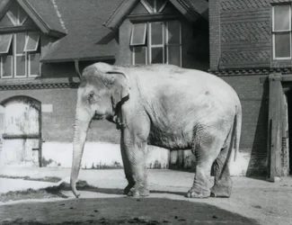 En burmesisk elefant som står utanför Elephant House, London Zoo