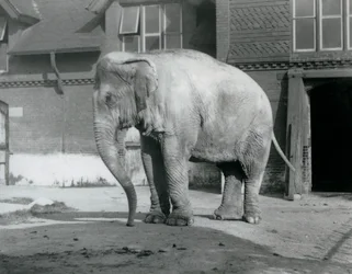 En burmesisk elefant som står utanför Elephant House på London Zoo 1929 (s/v foto)