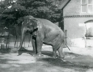 En burmesisk elefant som kliver ut ur en pool i dess inhägnad, London Zoo