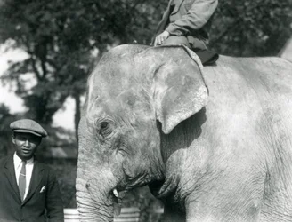 En burmesisk elefant med sin tränare och en annan man, London Zoo, september 1926
