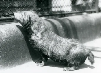 En buskhund på London Zoo, juni 1925