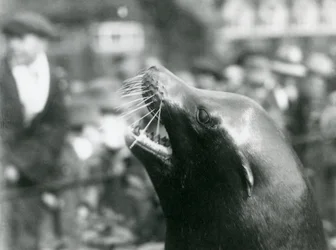 Ett kaliforniskt sjölejon på London Zoo, oktober 1924