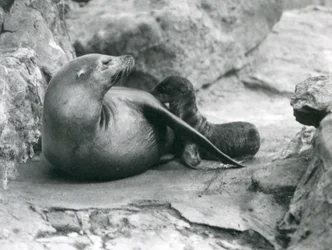 Ett kaliforniskt sjölejon som ammar sin en timme gamla valp, London Zoo, juli 1925