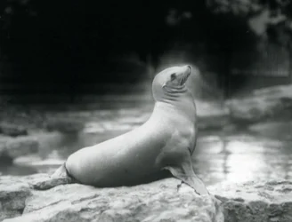Ett kaliforniskt sjölejon som sitter på en sten bredvid sin pool, London Zoo, september 1925