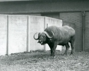En udd/afrikansk buffeltjur som står på bar jord, bredvid betongväggen i dess inhägnad vid London Zoo 1928 (s/v foto)