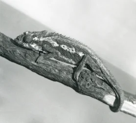 En Cape Dwarf Chameleon som håller i en gren, London Zoo, 1927