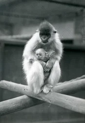 En Capped Langur håller bebis medan han sitter på en balk. London Zoo, 6 oktober 1913