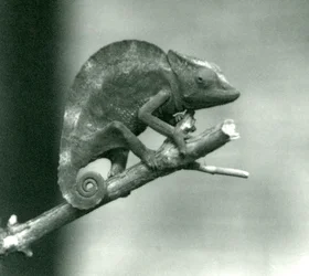 En kameleont som håller i änden av en gren, London Zoo, 1927