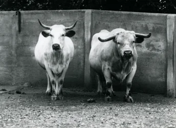 En Chartley Bull and Cow på London Zoo, juli 1924