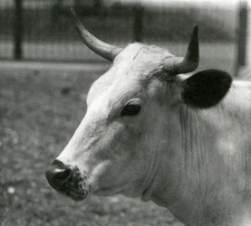 En Chartley-ko på London Zoo, juli 1924