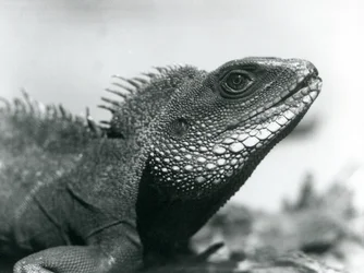 En kinesisk/asiatisk/thailändsk/grön vattendrake på London Zoo i augusti 1928 (s/v foto)