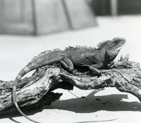 En kinesisk/asiatisk/thailändsk/grön vattendrake vilande på en stock på London Zoo 1928 (s/v foto)