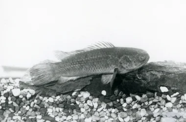 En klätterabborre vilar på stenar och grus i botten av sin tank, i vatten på London Zoo i september 1928