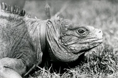 En molnig stenleguan Methuselah, klädd i krage, går på en gräsmatta på London Zoo, juli 1924